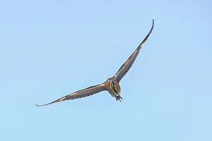 Bittern: Great Bittern flight