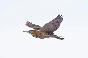 Bittern: Great Bittern flight