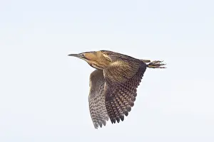 Bittern: Great Bittern flight