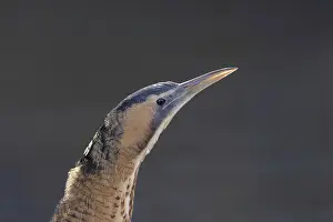 Bittern: Great Bittern portrait