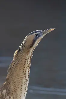 Bittern: Great Bittern portrait