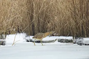 Reed: Great Bittern Winter