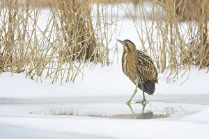 Reed: Great Bittern Winter