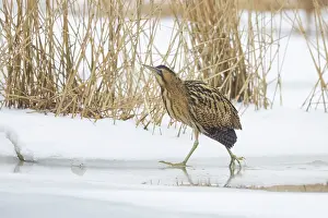 Reed: Great Bittern Winter