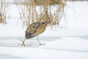 Reed: Great Bittern Winter