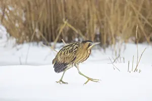 Reed: Great Bittern Winter