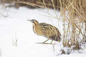 Reed: Great Bittern Winter