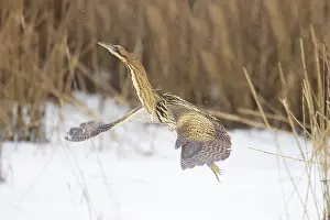 Reed: Great Bittern Winter