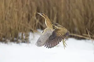 Reed: Great Bittern Winter