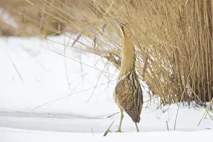 Reed: Great Bittern Winter