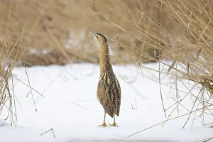 Reed: Great Bittern Winter