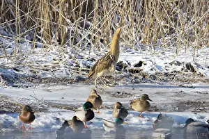 Reed: Great Bittern Winter