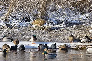 Reed: Great Bittern Winter