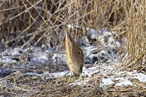 Reed: Great Bittern Winter