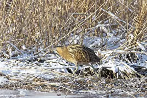 Reed: Great Bittern Winter