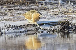 Reed: Great Bittern Winter