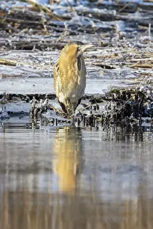 Reed: Great Bittern Winter