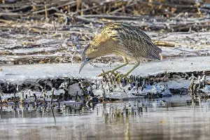 Reed: Great Bittern Winter
