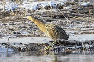 Reed: Great Bittern Winter