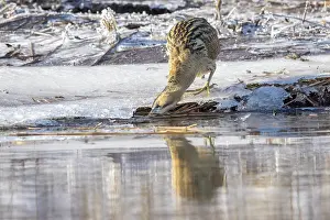Hunt: Great Bittern Winter