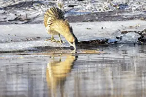 Hunt: Great Bittern Winter
