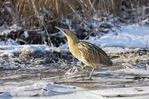 Reed: Great Bittern Winter