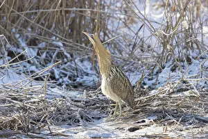 Reed: Great Bittern Winter