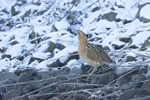 Reed: Great Bittern Winter
