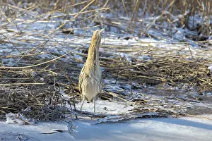 Reed: Great Bittern Winter
