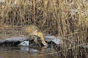Hunt: Great Bittern Winter