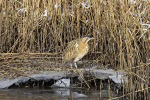Reed: Great Bittern Winter