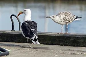 Marinus: Great Black-Back Gull - adult with scavenged fish