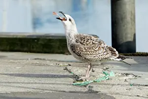 Marinus: Great Black-Back Gull - immature swallowing scavenged fish