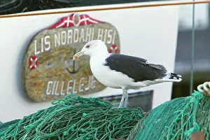 Marinus: Great Black-Back Gull - scavenging on fishing boat
