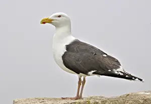 Marinus: Great Black-backed Gull