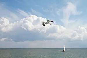 Marinus: Great Black-backed Gull