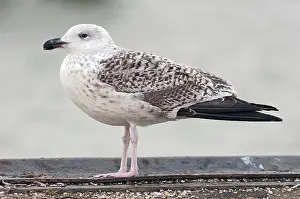 Marinus: Great Black-backed Gull