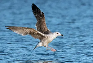 Marinus: Great Black-backed Gull