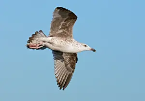 Marinus: Great Black-backed Gull