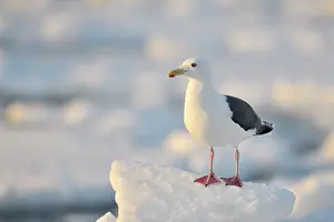 Marinus: Great Black-backed Gull