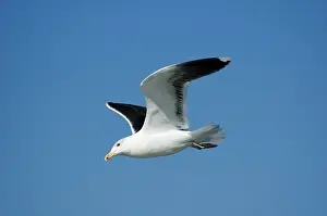 Marinus: Great Black-backed Gull Adult