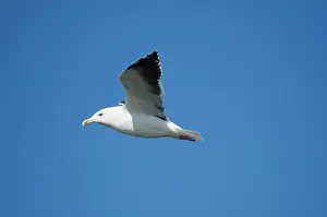 Marinus: Great Black-backed Gull Adult