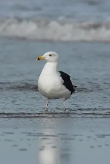 Marinus: Great Black-backed Gull adult