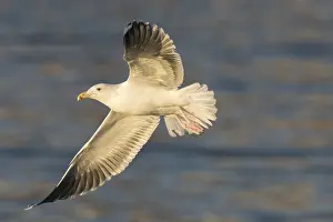 150518: Great Black-backed Gull - adult gull in flight - Iceland