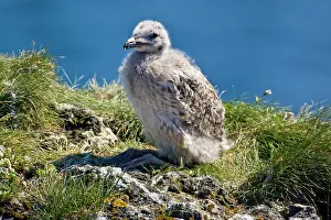 Marinus: A Great Black-backed Gull chick. Snaefellsness