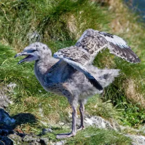Marinus: A Great Black-backed Gull chick. Snaefellsness