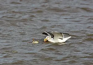 Marinus: Great Black-backed Gull - feeding off young shelduck