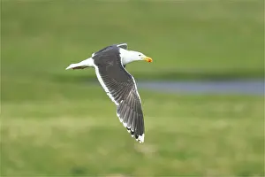 Marinus: Great Black-backed Gull - in flight
