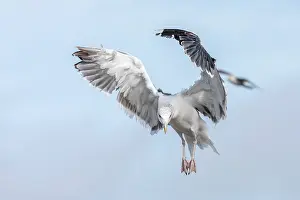 David Chapman: Great Black Backed Gull - Flight - UK