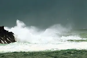 Marinus: Great Black-Backed Gull - flying over stormy sea